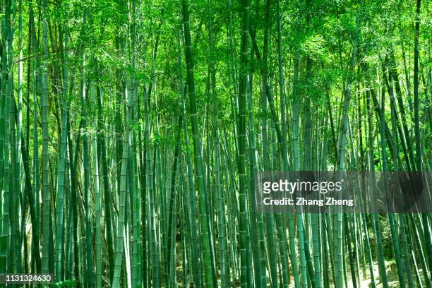 bamboo forest - bambushain stock-fotos und bilder