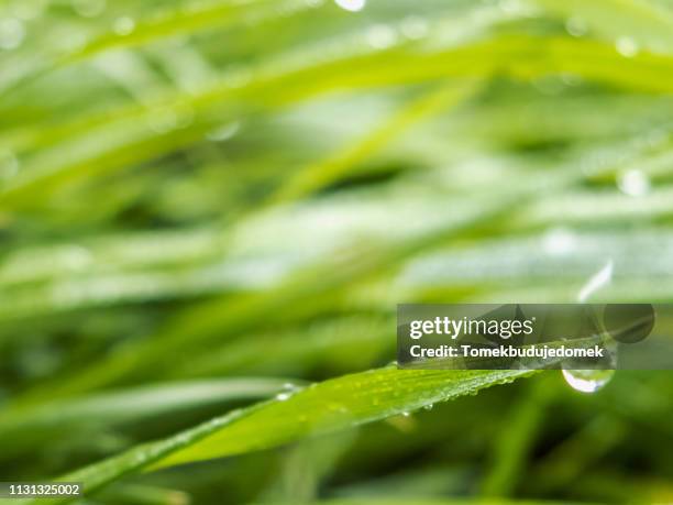 background - wasser tropfen bildbanksfoton och bilder