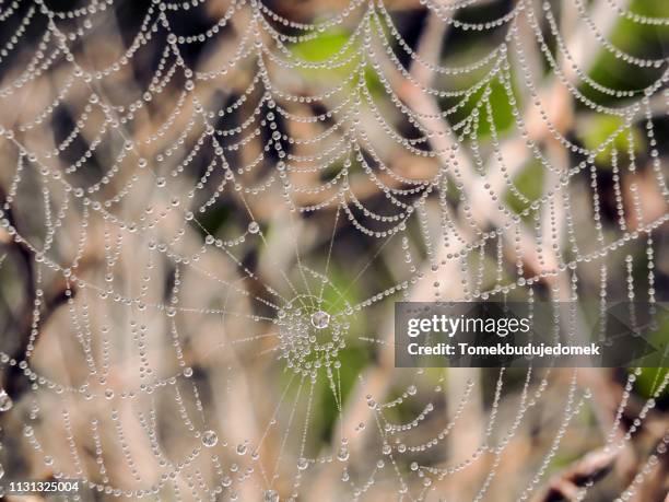 background - wasser tropfen bildbanksfoton och bilder