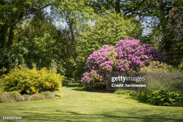 blooming flowering tree in local park. - flower bush stock pictures, royalty-free photos & images