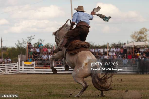 Gaucho seen riding a horse during the "Patria Gaucha" rodeo in Tacuarembo. Every March, for 33 years now in Tacuarembó, a town 400 kilometers from...