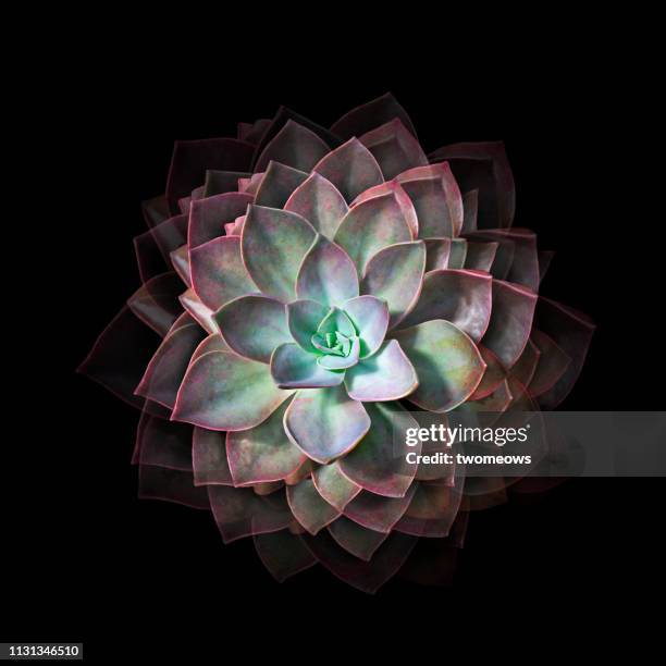 jade lotus cactus plant still life photography - lotus stock-fotos und bilder