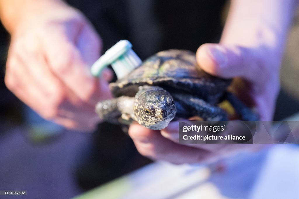 Turtle Getting Its Shell Clean The shell of a European pond turtle is scrubbed with a toothbrush ...