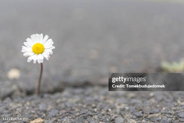 flower - unscharf gestellt fotografías e imágenes de stock