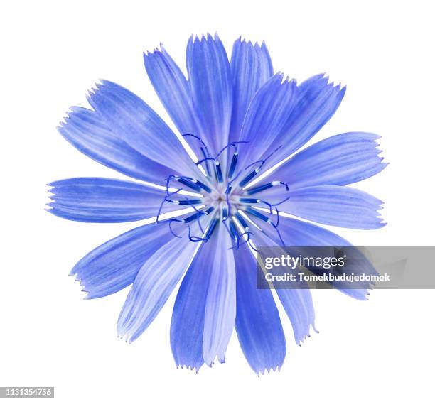 flower - flowers isolated stock-fotos und bilder