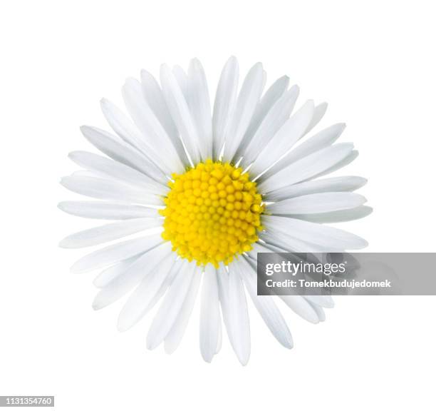 flower - zerbrechlichkeit stock pictures, royalty-free photos & images