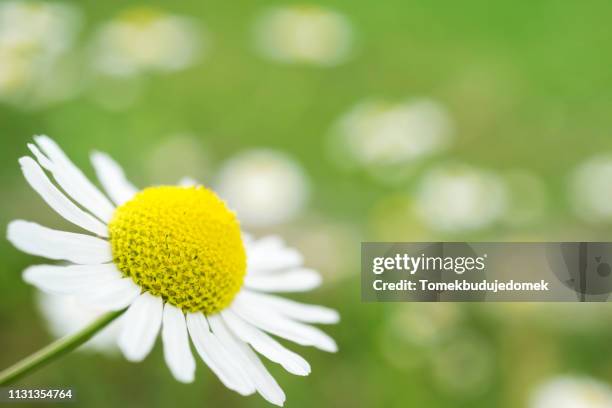 flower - zerbrechlichkeit stock pictures, royalty-free photos & images