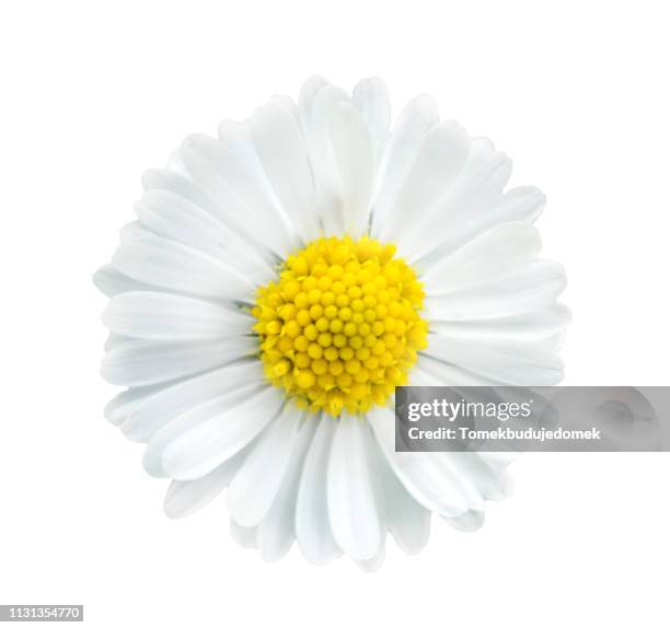 flower - bloom stock pictures, royalty-free photos & images