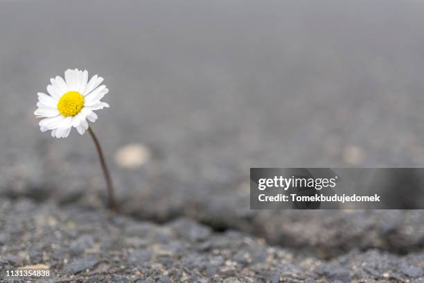 flower - städtische straße stockfoto's en -beelden