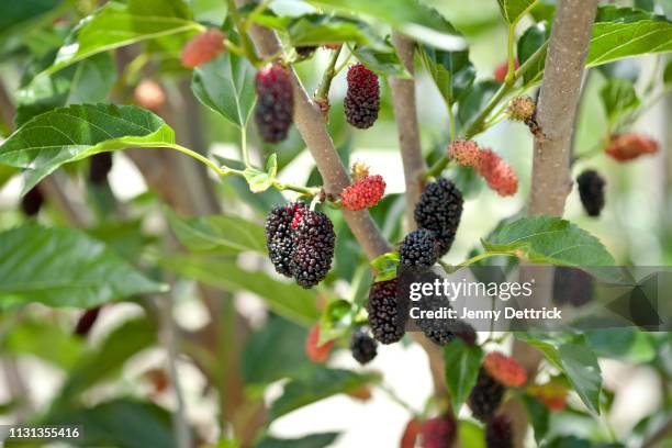 mulberries on tree - mulberry bush stock-fotos und bilder