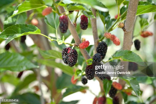 mulberries on tree - amora imagens e fotografias de stock