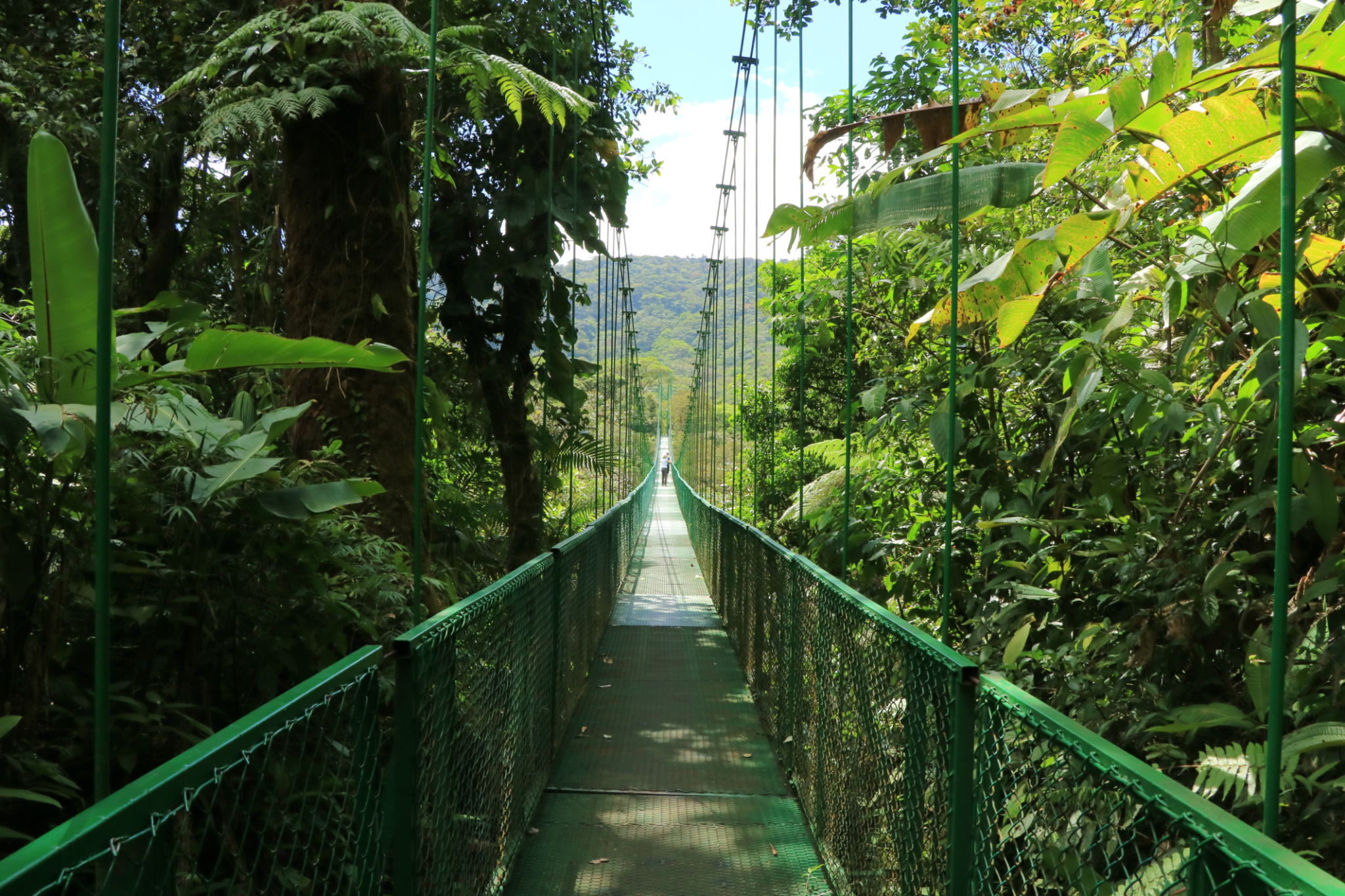 monteverde cloud forest