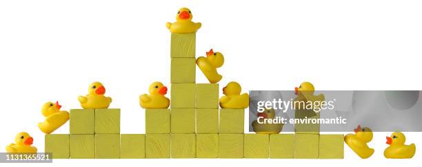 many yellow rubber ducks on the ground and on towers of yellow wooden blocks with one higher stack with a proud successful yellow rubber duck on the top. concept image of standing out from the crowd, isolated on white with clipping path. - ducks in a row concept stock pictures, royalty-free photos & images