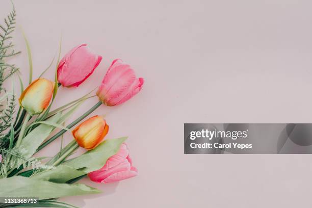 flat lay  tulips in pink background - blumenstrauß tulpen stock-fotos und bilder