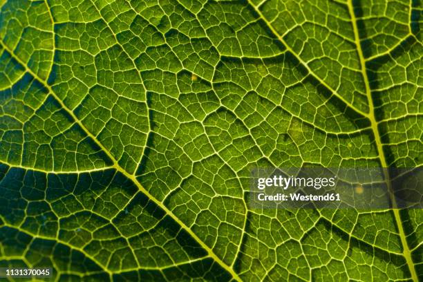 detail of a savoy leaf - savoykål bildbanksfoton och bilder