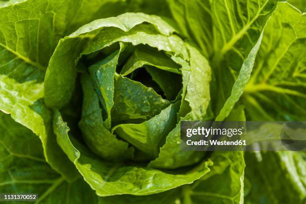 detail of romaine lettuce - romaine lettuce stock pictures, royalty-free photos & images