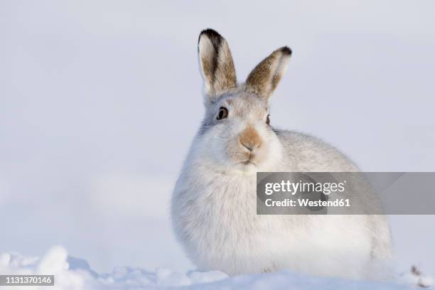 1 917点のうさぎ 正面のストックフォト Getty Images 1 917点のうさぎ 正面のストックフォト Getty Images