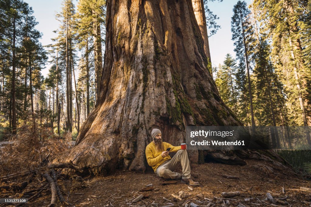 USA, California, Yosemite National Park, Mariposa, man sitting at sequoia tree with cell phone and mug