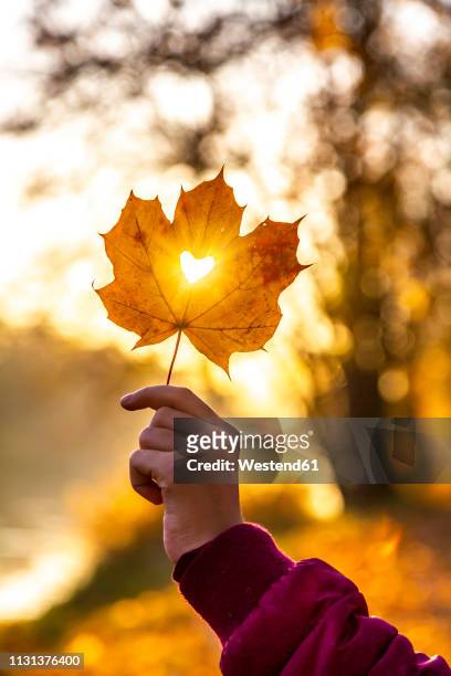 girl's hand holding autumn leaf with heart-shaped hole at sunset - autumn leaves stock-fotos und bilder