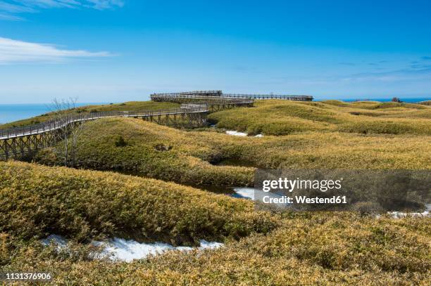 hokkaido, shiretoko national park, field of veitch's bamboo in the shiretoko goko lakes area - shiretoko stock pictures, royalty-free photos & images