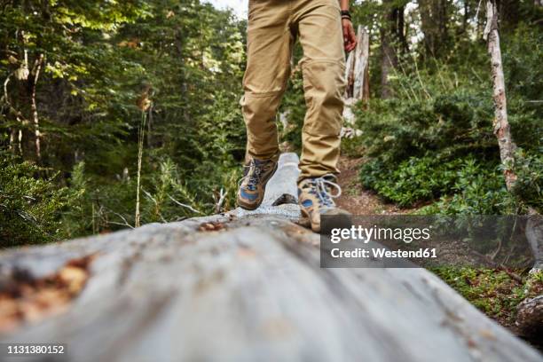 Tree Walkboy 74 Feet Walking On Log Stock Photos, High-Res Pictures, and Images ...