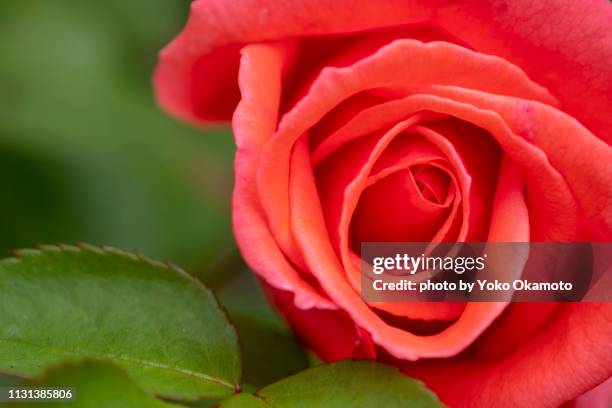 coral pink color roses named harmonie - オレンジ色 fotografías e imágenes de stock