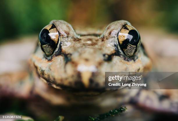 closeup of frog - 在野外的野生動物 stockfoto's en -beelden