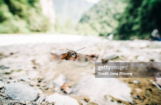 flying moth - 蛾 stock pictures, royalty-free photos & images