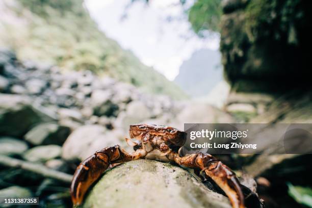 dead crab - 陸地 photos et images de collection