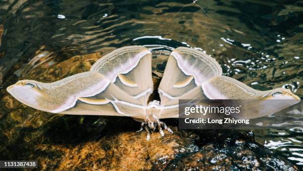 closeup of moth - 蛾 stock pictures, royalty-free photos & images