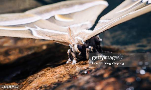 closeup of moth - 蛾 stock pictures, royalty-free photos & images