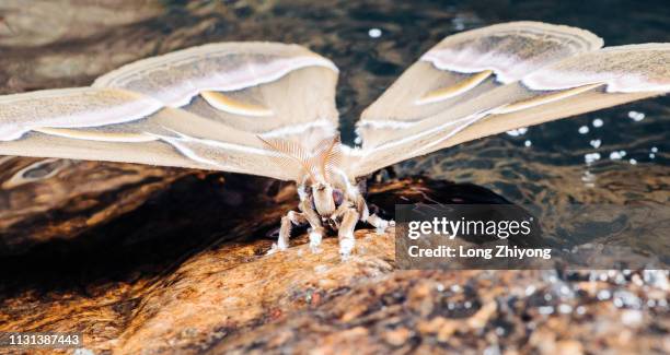 closeup of moth - 蛾 stock pictures, royalty-free photos & images