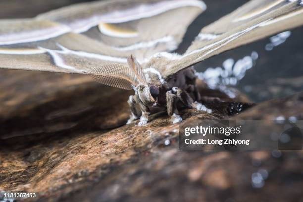 closeup of moth - 特寫 ストックフォトと画像