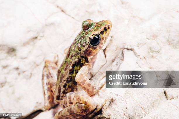 closeup of  frog - 在野外的野生動物 stockfoto's en -beelden