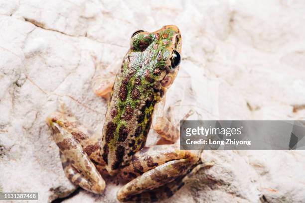 closeup of  frog - 在野外的野生動物 stockfoto's en -beelden