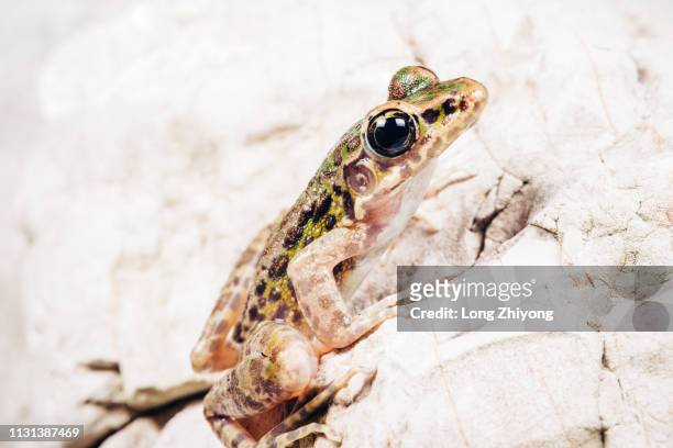closeup of  frog - 特寫 ストックフォトと画像