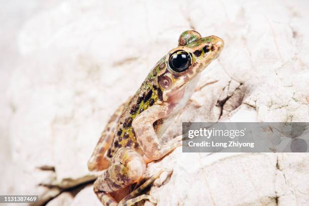 closeup of  frog - 在野外的野生動物 stockfoto's en -beelden