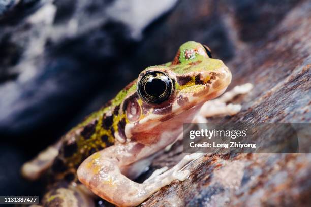 closeup of  frog - 特寫 ストックフォトと画像