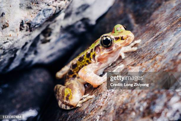 closeup of  frog - 在野外的野生動物 stockfoto's en -beelden