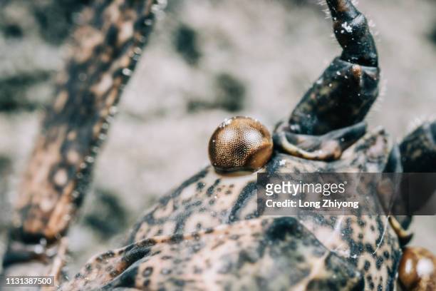 closeup of insect eye - 無脊椎動物 foto e immagini stock