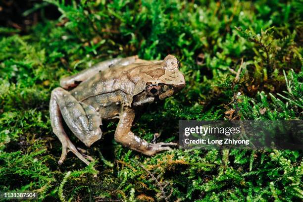 closeup of frog - 特寫 stockfoto's en -beelden