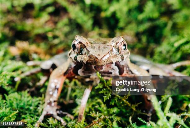 closeup of frog - 特寫 ストックフォトと画像