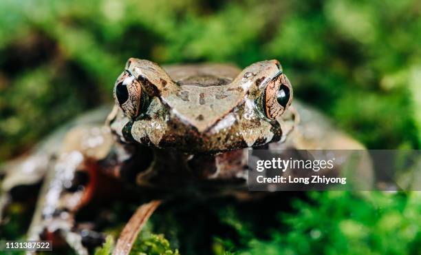 closeup of frog - 特寫 ストックフォトと画像