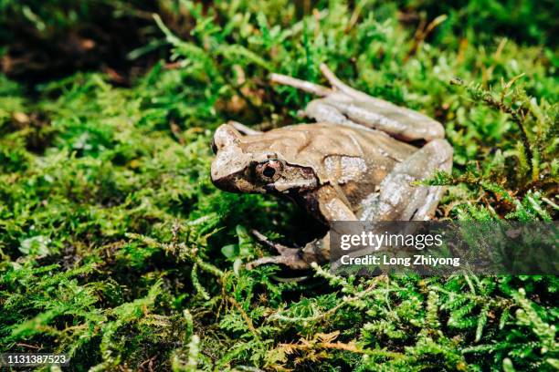 closeup of frog - 在野外的野生動物 stockfoto's en -beelden