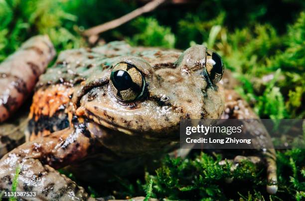 closeup of frog - 特寫 stockfoto's en -beelden