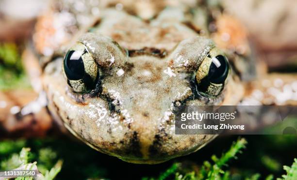 closeup of frog - 在野外的野生動物 stockfoto's en -beelden