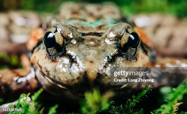 closeup of frog - 特寫 ストックフォトと画像