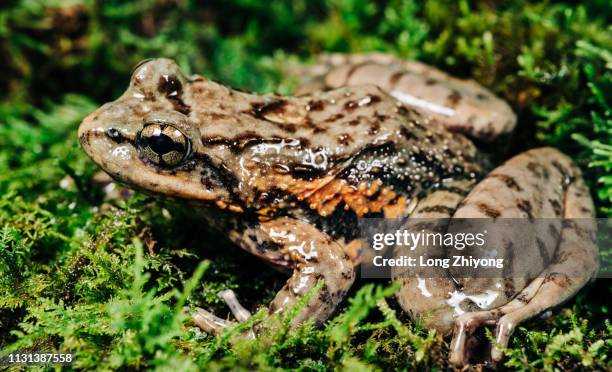 closeup of frog - 特寫 ストックフォトと画像