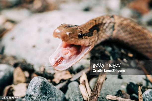 closeup of snake - 特寫 stockfoto's en -beelden