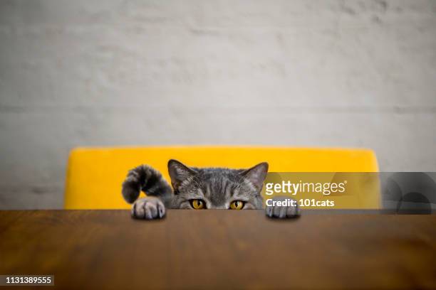 big-eyed naughty obese cat looking at the target. british sort hair cat - animal sport stock pictures, royalty-free photos & images